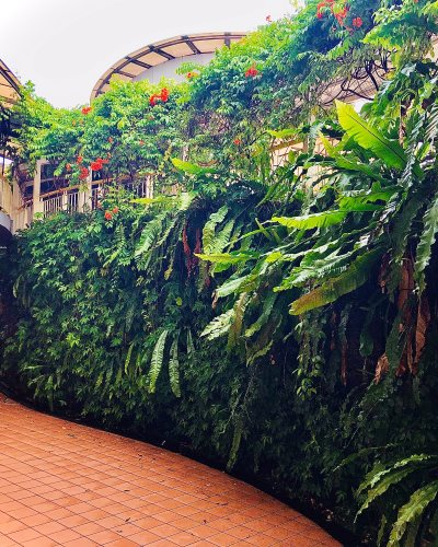 Lush greenery at Sutera Mall