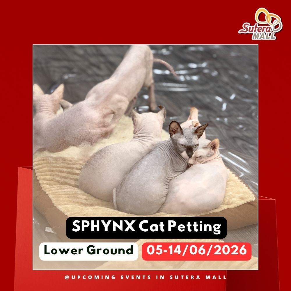 SPHYNX Cat Petting